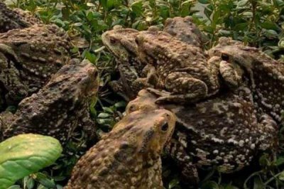 蟾蜍如何安全越冬,进入冬眠时加强营养