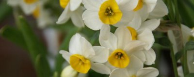 水仙花怎么养，生长期适宜温度为8℃至18℃间