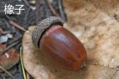 橡子的产地,在亚洲、欧洲、非洲、美洲均有分布