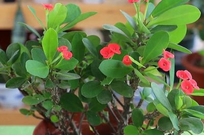 虎刺梅的修剪方法,整形修剪多在6-7月份