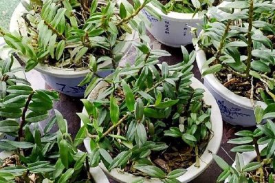 铁皮石斛有哪些种植要求，生长适宜的温度为12-35℃