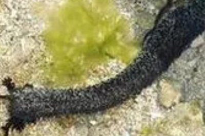 玉足海参的相关介绍,属于海参科、海参属里面的中型品种