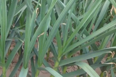 大蒜扎辫原因和预防方法，遇到低温容易因二次生长而扎辫