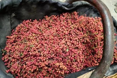 花椒种植市场是否已经饱和，调料需求基本已经达到顶峰