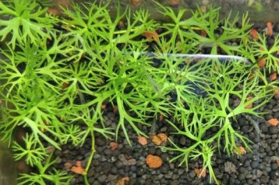 鹿角矮珍珠水草难养吗，栽培难度为中等