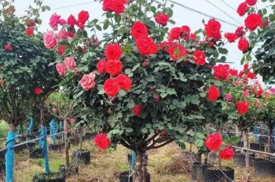 南阳月季树的价格，一棵需要25-80元左右