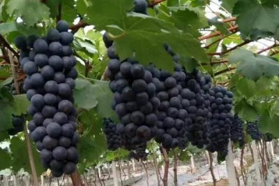 巨峰葡萄的冬季管理技术,需向园内施入充足的基肥