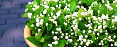 重瓣茉莉与普通茉莉有什么区别,前者属于马鞭草科、后者属于木犀科