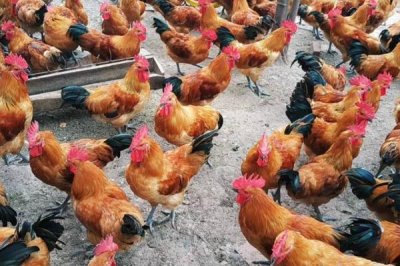 鸡发瘟怎么办,可用土霉素或四环素治疗