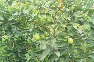 番石榴的种植方法,施肥时建议增施有机肥