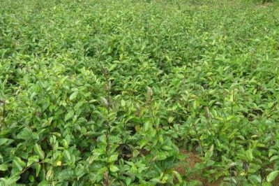 巴戟天栽培技术,选择有一定肥力的砂壤土