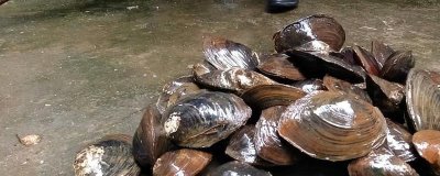 河蚌里面有珍珠吗，并不是每个河蚌里都有珍珠