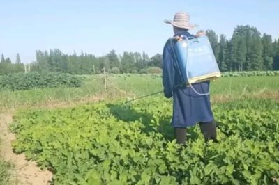 中药材使用什么除草剂,通常以苗后除草剂为主
