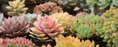 夏天怎么养多肉植物，需做好通风遮阴措施