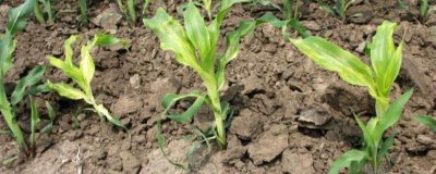 玉米脱肥症状，缺氮时叶尖黄化、缺磷时叶片边缘呈浅紫色、缺钾时叶尖呈烧焦状