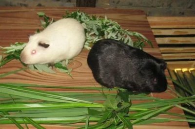 豚鼠适合养一只还是一对，属于群居动物养一对能防止孤单