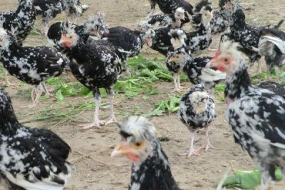 养殖贵妃鸡需要什么环境,需提供充足的光照、保持适宜的温湿度