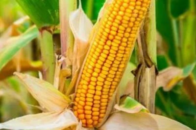 高产的玉米种子品种有哪些,常见的有中科玉505、登海605等
