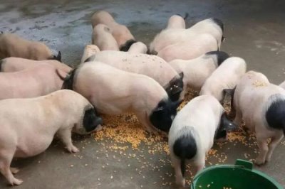 小香猪的养殖方法,每圈饲养8-10只比较合适