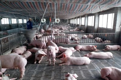 新玉米不能喂猪的原因,含水量过多且难以消化吸收