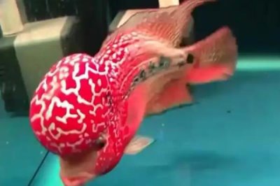 怎么让罗汉鱼快速起头,采取投喂专用饲料、照镜子、多换水等措施