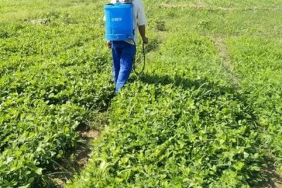 磷酸二氢钾叶面肥的使用方式,一般使用叶面喷施的方式