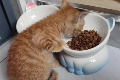 2个月大的猫咪吃什么，可以喂专用的幼猫粮