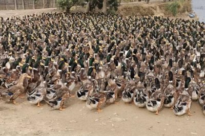 冬天怎么养殖肉鸭,重点要做好保温措施