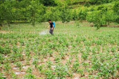 辣椒的施肥方法,应增施优质有机肥