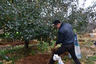 苹果水裂纹发生原因及防治方法,需对症下药