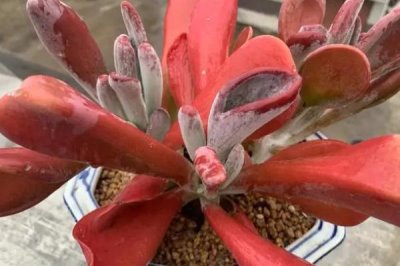 多肉火狐狸的养殖方法，浇水原则为宁干勿湿