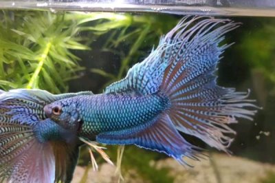 观赏鱼不喂的情况下能活几天,一般可以活一个月左右