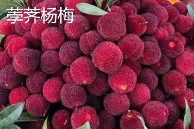 杨梅东魁好吃还是荸荠好吃,各有特点