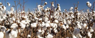 中棉所95602棉花种简介，应及时进行防治