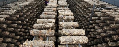 食用菌追肥的注意事项,常用的方法便是喷洒施肥