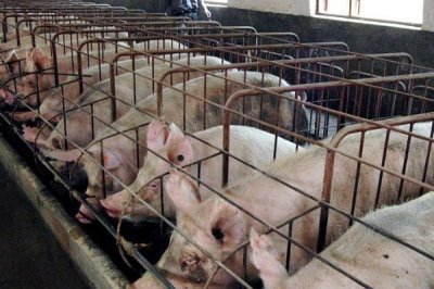养猪降低成本的方法,及时去势可增加饲料的转化率