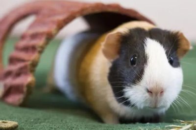 豚鼠吃什么,可喂食杂草和蔬菜