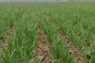小麦返青发黄的原因，可能是脱肥、受冻、发生药害等原因所导致