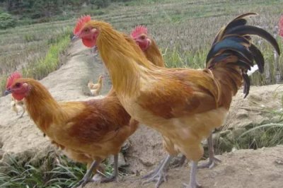 土鸡生的蛋是软皮蛋是怎么回事,缺乏钙、磷或维生素D导致