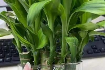 富贵竹根发黑的原因和处理方法，可能是长期未换水或感染病菌所致