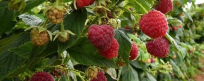 种植树莓的利润,夏果型品种的亩收益为4000元左右