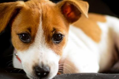 犬鞭虫病的防治措施，日常做好狗狗生活环境的卫生工作