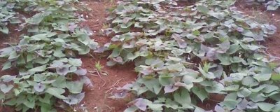 紫薯的种植方法,在2月份中旬可出窖育苗