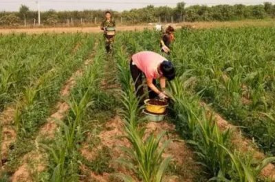 玉米大喇叭口期可以喷施云苔素和磷酸二氢钾吗，可以通常在12、13片叶时进行