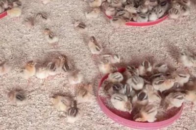 小鸡二十天可以放养吗,出壳后需脱温1-2个月才能放养