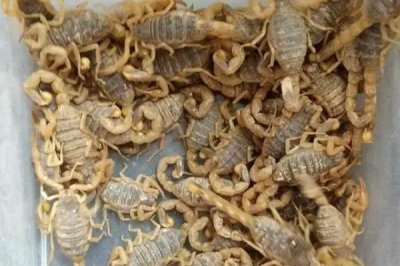 蝎子常见的疾病及防治技术，不同疾病的防治方法不同