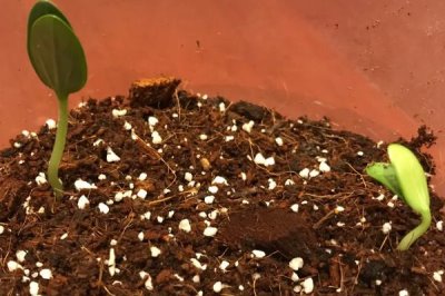 幼苗带帽的原因,双子叶的植物幼苗容易发生