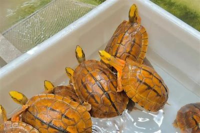 金钱龟不吃东西如何处理，水温过低需提升到26℃以上