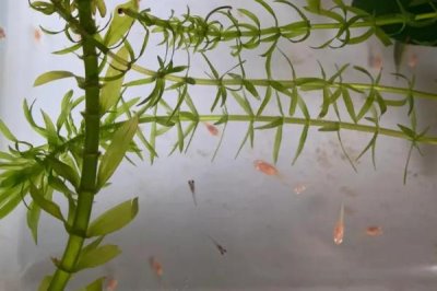 凤尾鱼的养殖方法，水温控制在18-25度左右合适