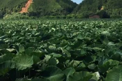 槟榔芋的种植技术，对于钾肥的需求量比较大